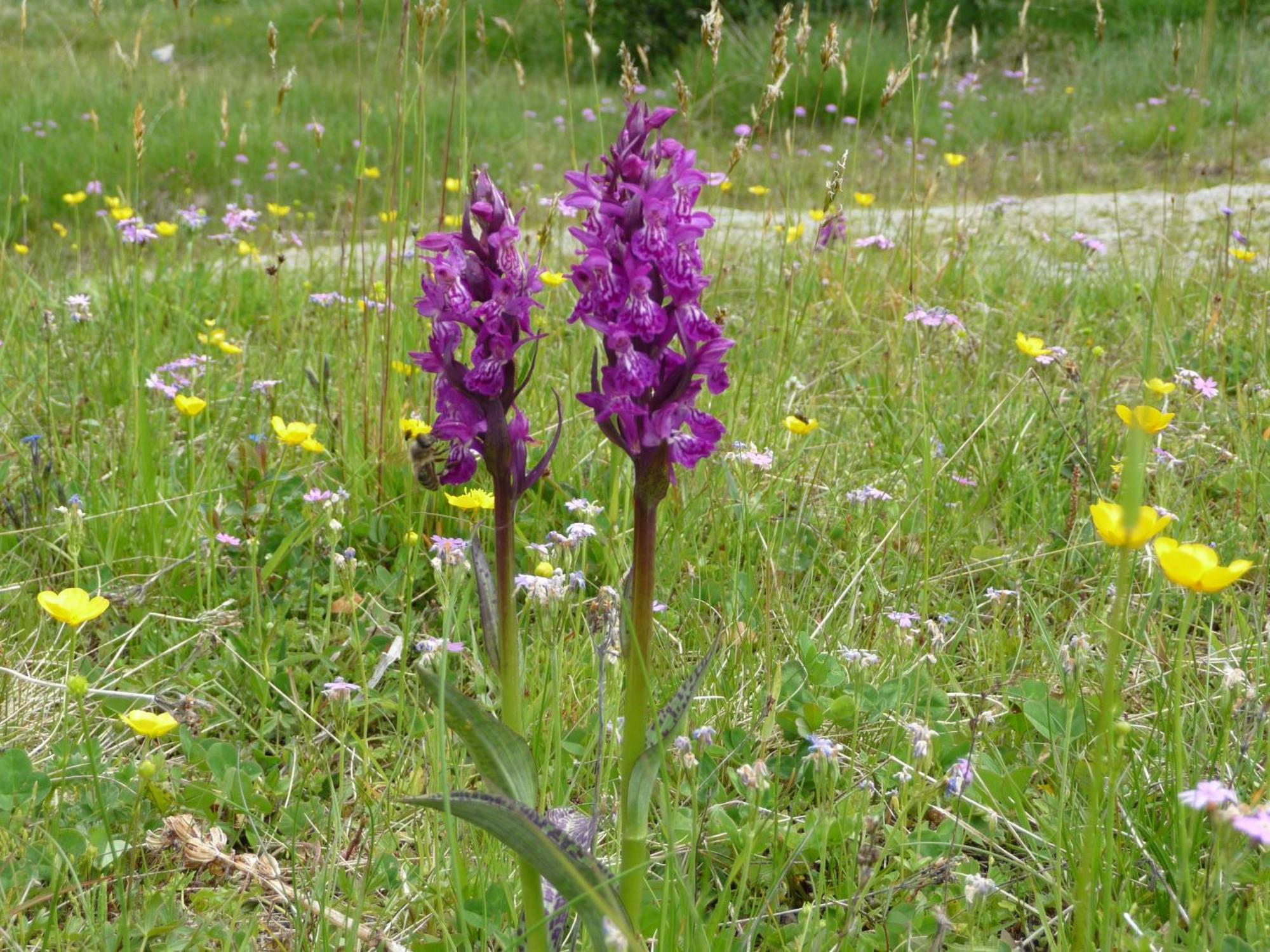 Gasthof Gemse Planol Esterno foto